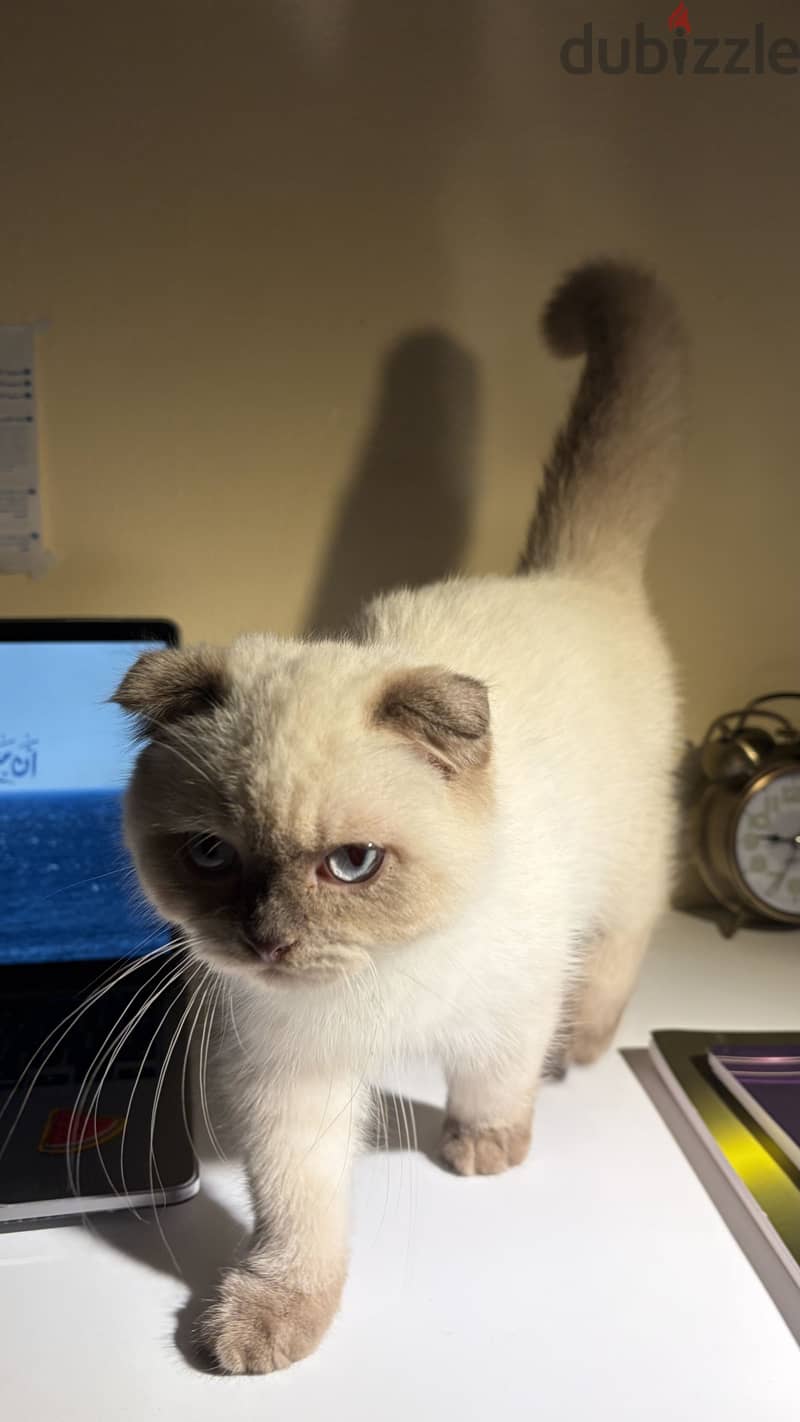 Scottish fold 1
