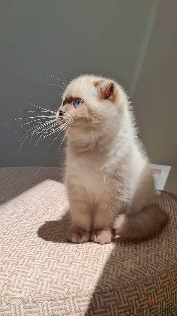 Scottish fold 3