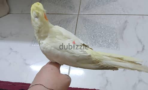بيع 2 نتاية لاتيني