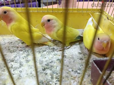 للبيع 3 روز شبابيات
