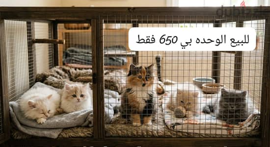 قطط شيرازي للبيع