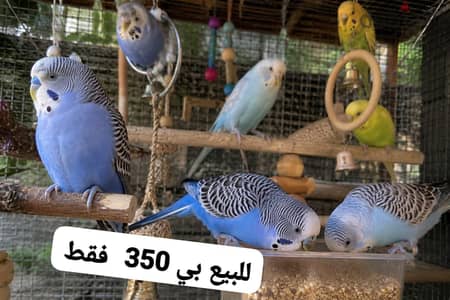 عصافير
