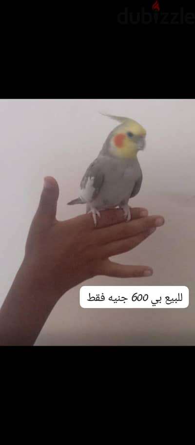 بغبناء كوكتيل بدرب بغبناء كوكتيل بدرب