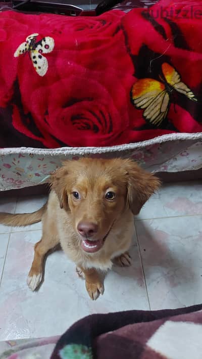 Dog for sale كلب للبيع