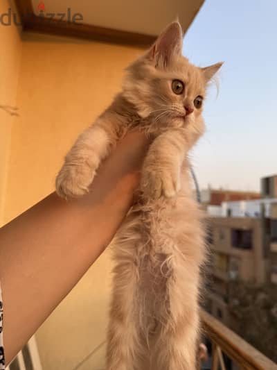 قطط شيرازي للبيع