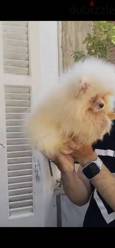 pomeranian tea cup