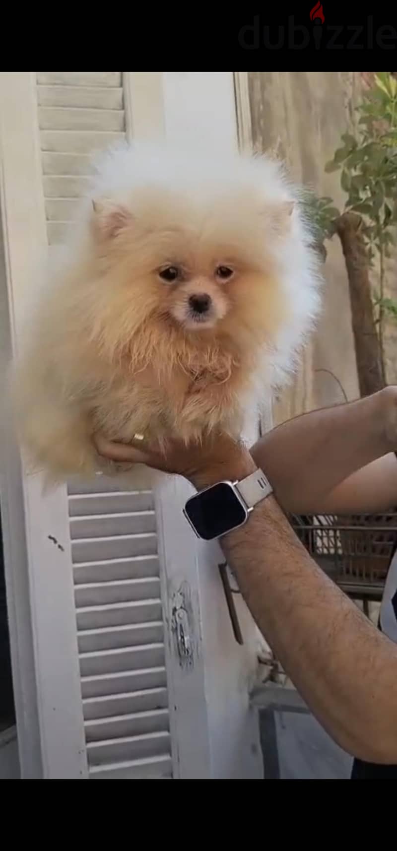 pomeranian tea cup 1