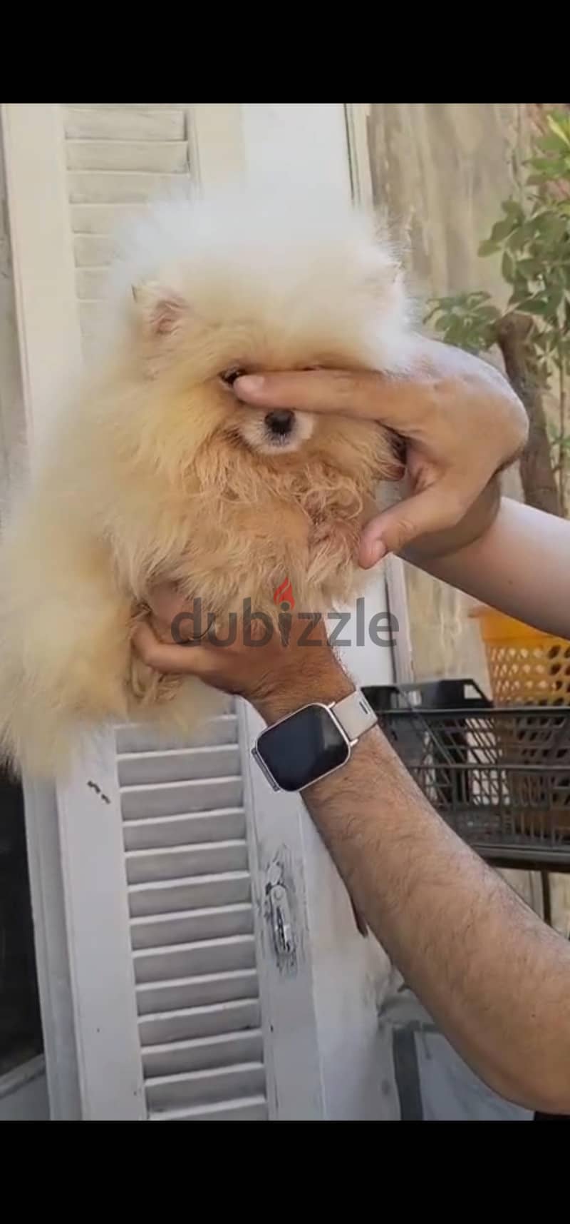 pomeranian tea cup 2