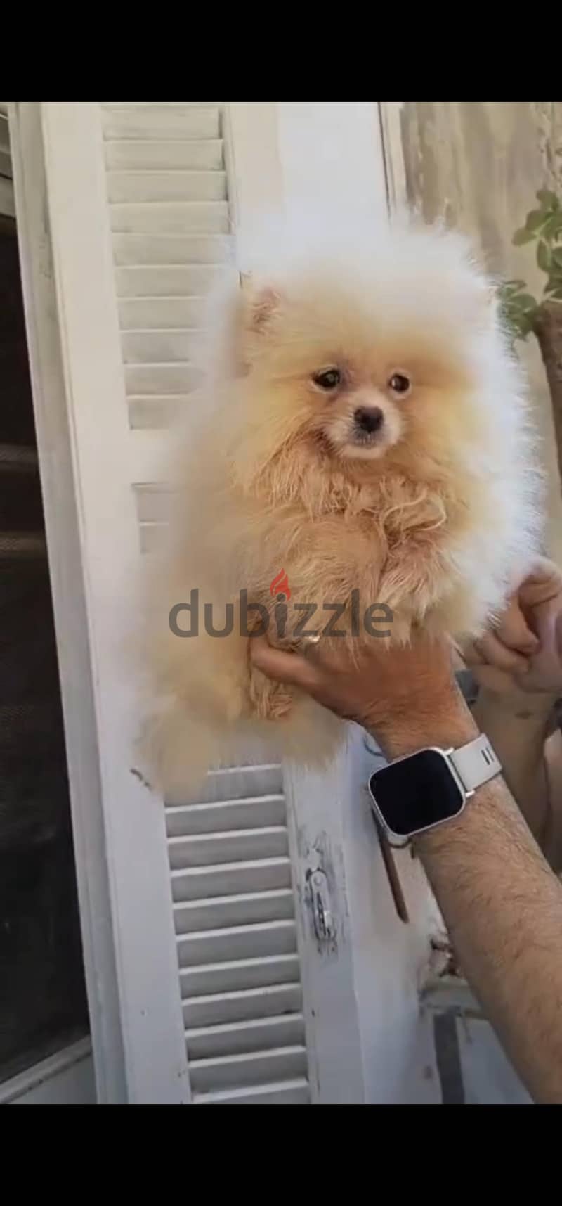 pomeranian tea cup 3