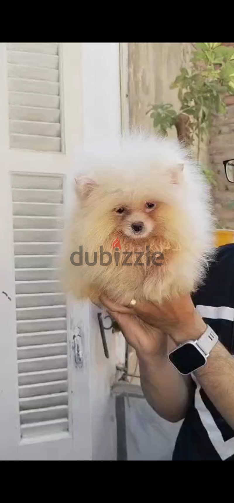 pomeranian tea cup 4