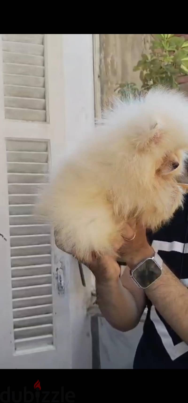 pomeranian tea cup 5