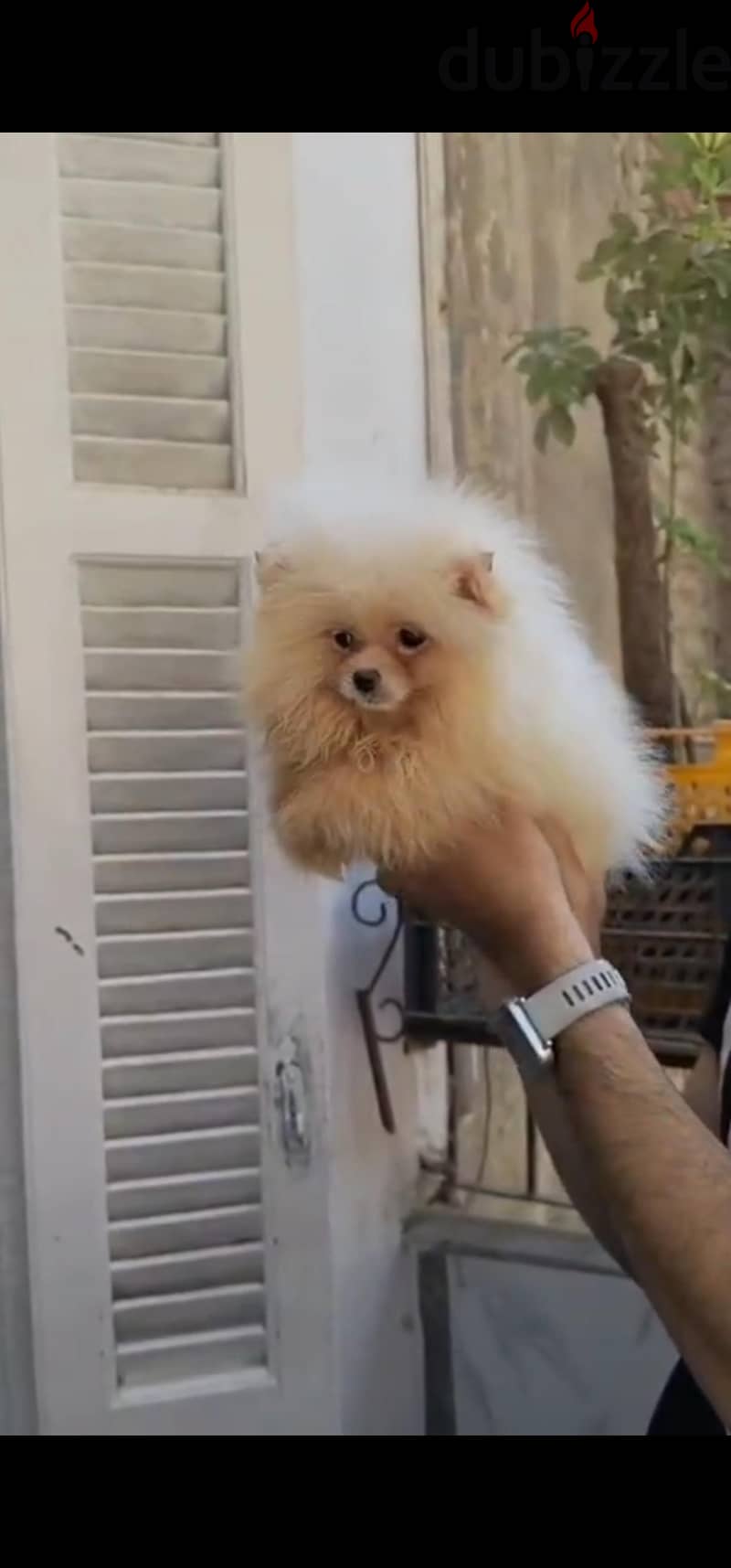 pomeranian tea cup 6