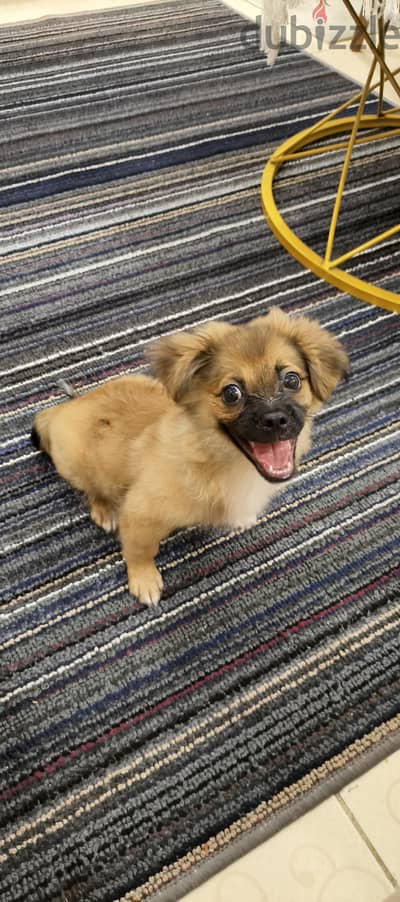 Mix Pekingese