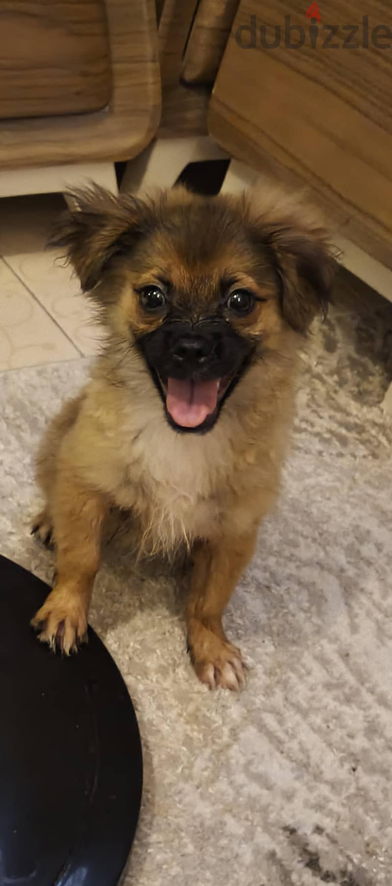Mix Pekingese 1