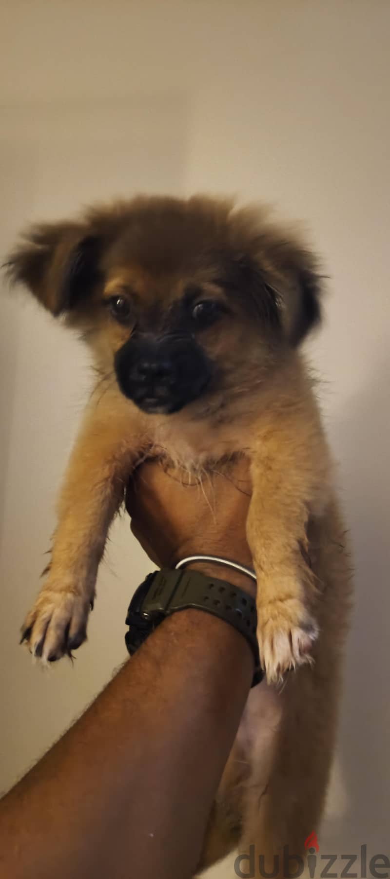 Mix Pekingese 2
