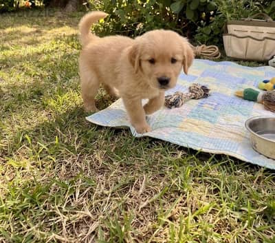 Golden Retriever