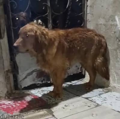 دكر جولدن