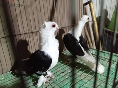 عنبره كشك