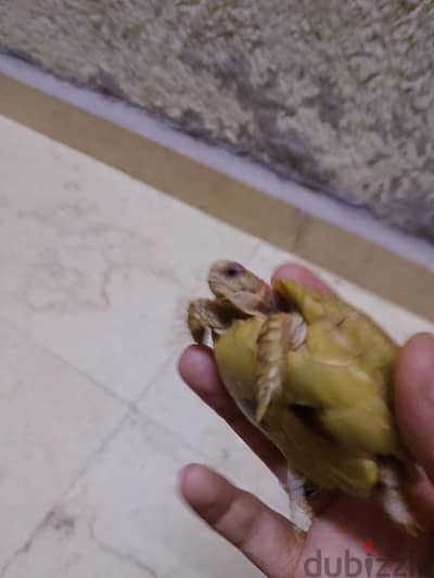 سلحفه صحراوي سلحفه صحراوي
