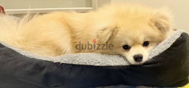 Original Pomeranian  1 year and 5 month