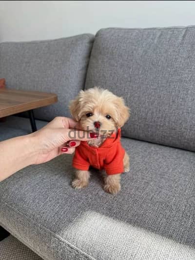 Teacup Maltipoo Female