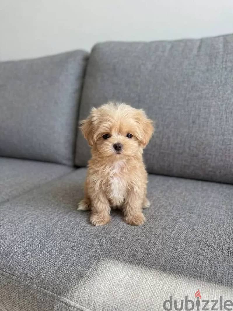 Teacup Maltipoo Female 1