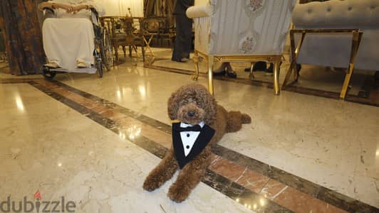 Toy Poodle looking for a wife