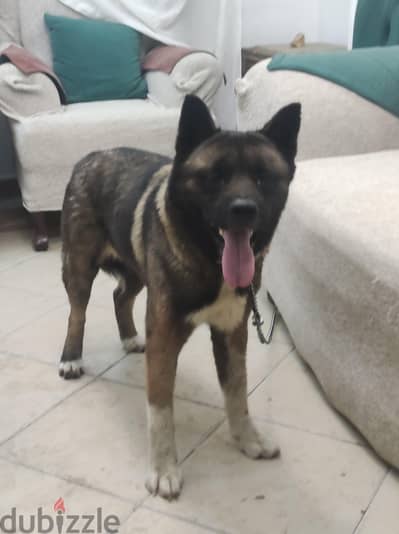 امريكا اكيتا American akita