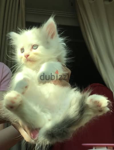 Persian female cat قطة انثى شيرازي