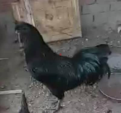 فراخ لامروجيني اسود حلق ولسان رمادي