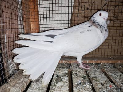 دكر عاده نقش