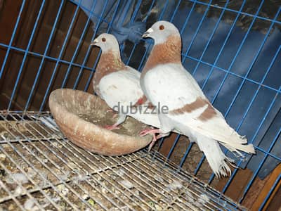 جمعيه بديري