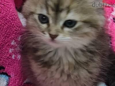قطط صغيرة للبيع