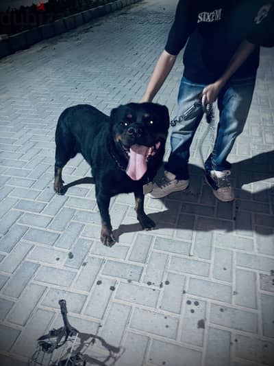 دكر روت لجواز