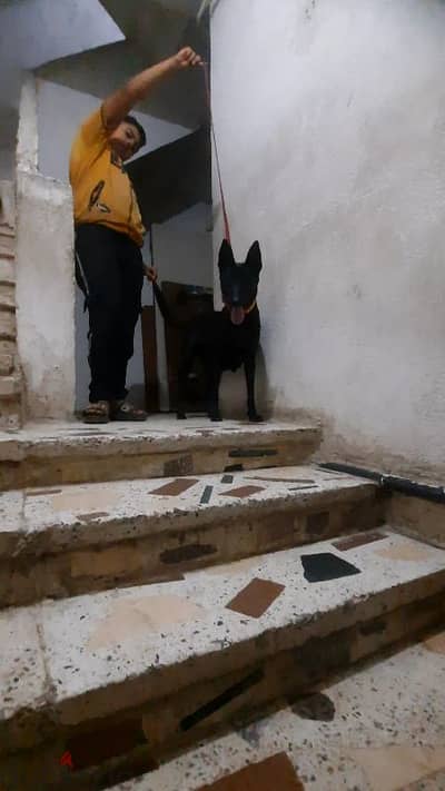 نتايه مالينو دارك