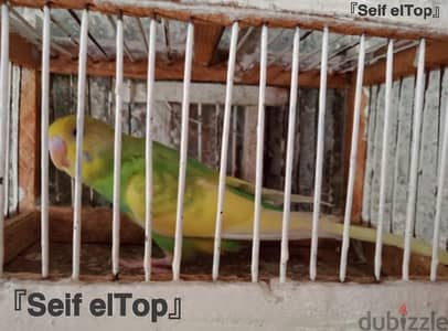 متاح بفضل الله. . عصافير استرالي شباب بسم الله ماشاء الله