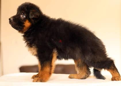 German shepherd puppies male female German جراوي جيرمن شيبرد ذكر انثي