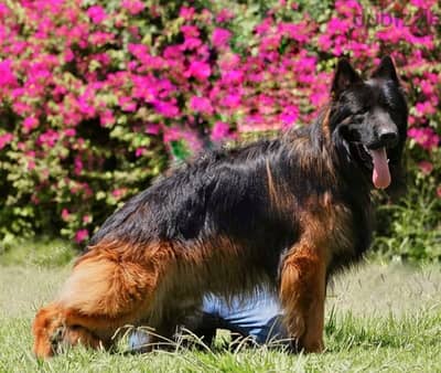 German shepherd puppies male female German جراوي جيرمن شيبرد ذكر انثي