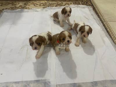  Cavalier King Charles Puppies Available 