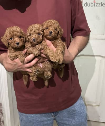 Toypoodle poodle بودل