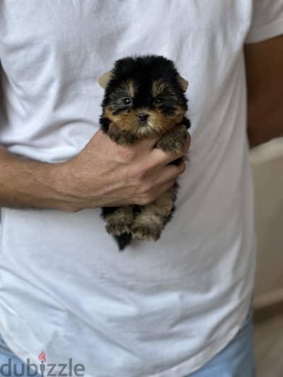 Yorkshire teacup yorkie يوركشاير يورك شاير
