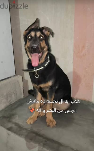 جيرمن شيبرد شورت هير بيوت قديمه
