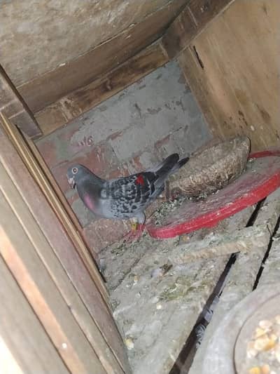 نتايه زاجل