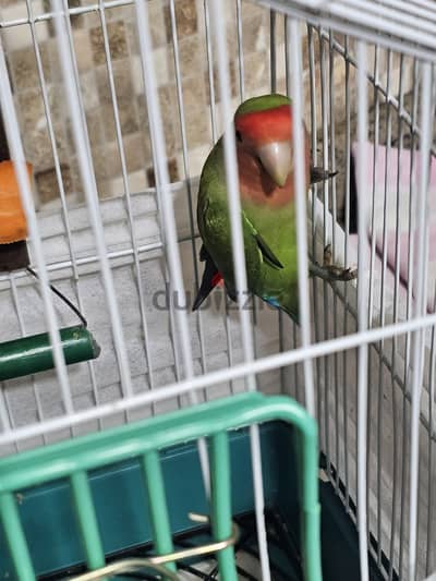نتايه روز ٥٠٠