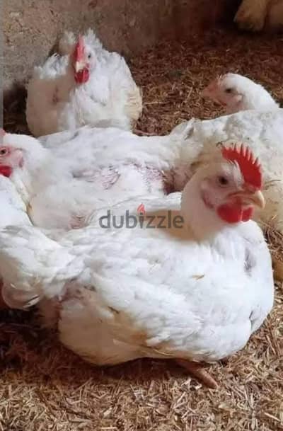 كل انواع الفراخ
