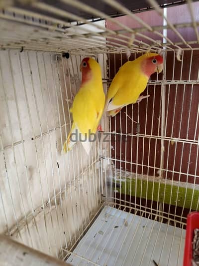 اص روز لاتيني  عين حمرا شغال