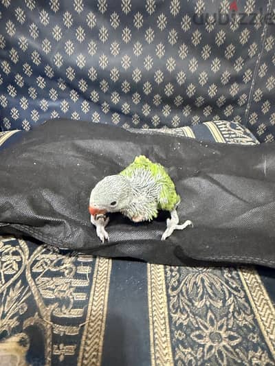 فرخين دره هندى تأكيل يدوى