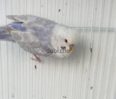 ذكر ريمبو كلير فيلوت دان فالو