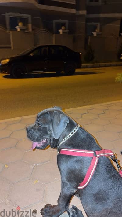 كين  كورسو cane corso
