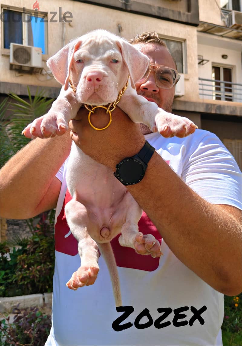 Great dane 1